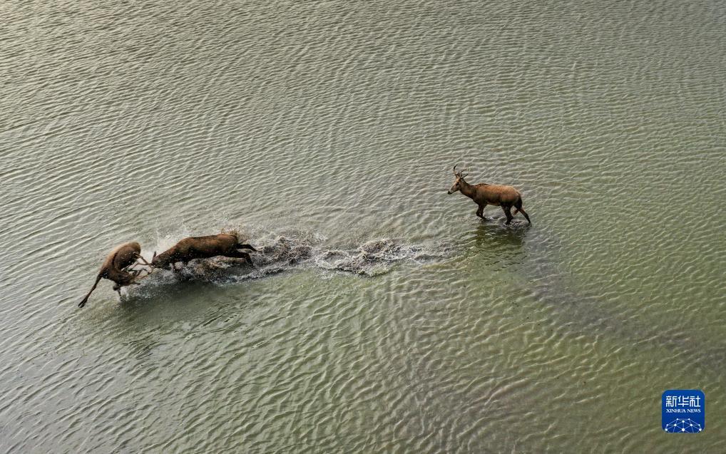海王在线免费观看